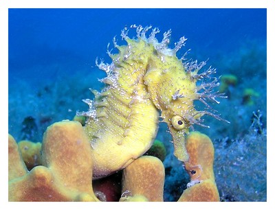 sea horse